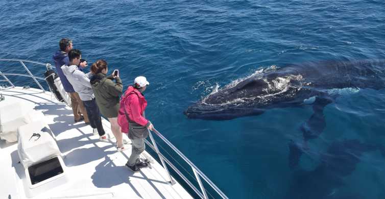 Whale Watching Cruise from Busselton Augusta or Dunsborough
