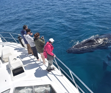 Whale Watching Cruise from Busselton, Augusta or Dunsborough