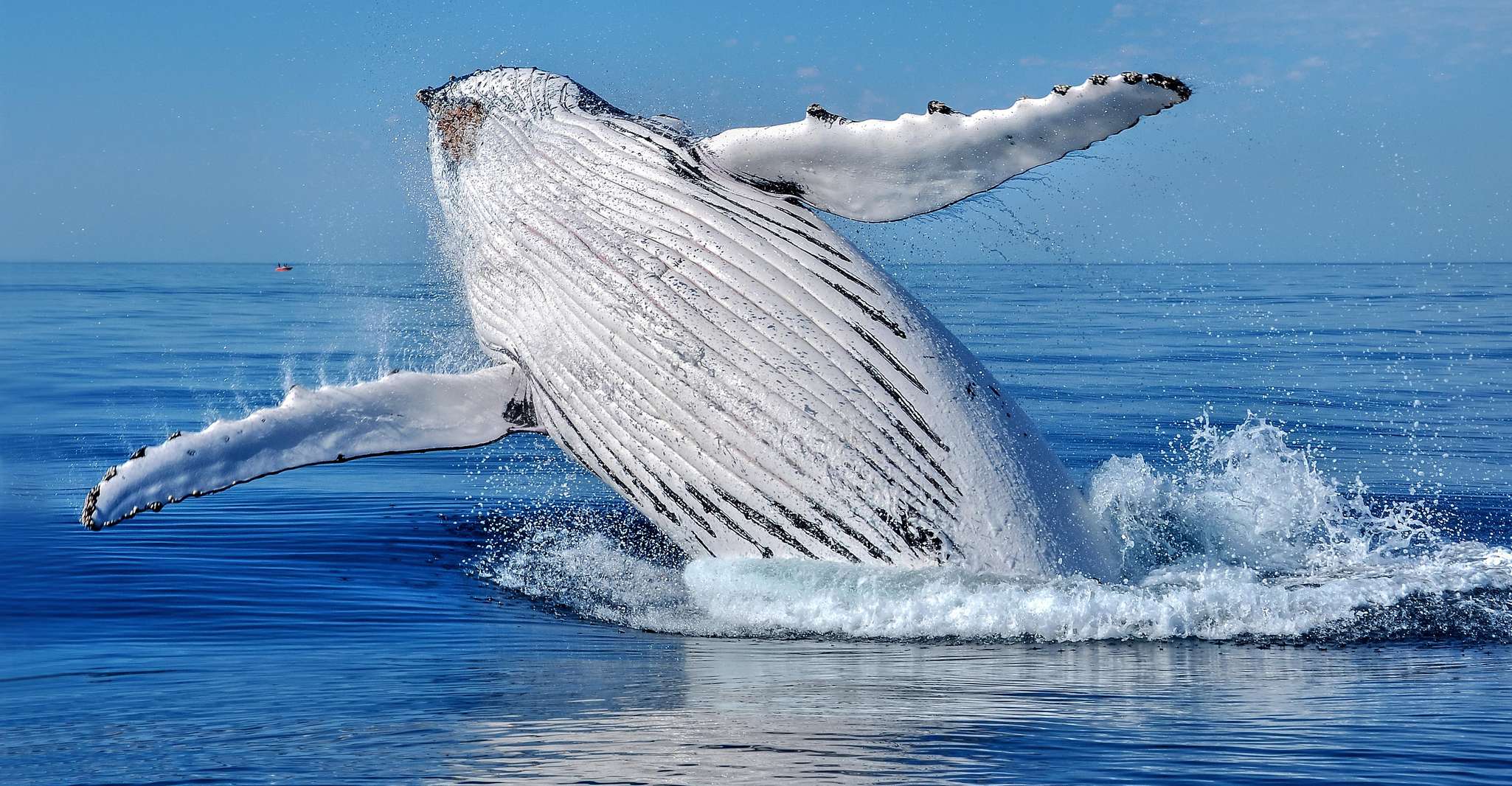Crucero de observación de ballenas desde Busselton, Augusta o Dunsborough - Hizvo