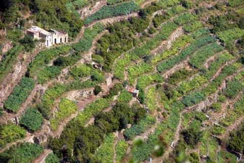 Cinque Terre : visite privée avec dégustation de vin
