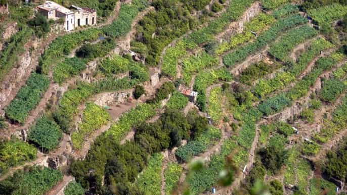 tour privado de cinque terre con cata de vinos
