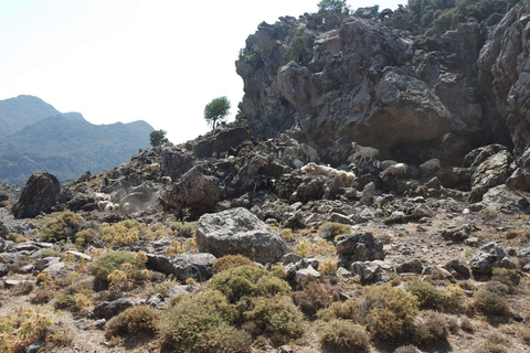 Georgioupoli: safari di 1 giorno in Land RoverTour con prelievo dalla zona di Kalyves e Almyrida