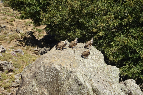 Georgioupoli: safari di 1 giorno in Land RoverTour con prelievo dalla zona di Kalyves e Almyrida