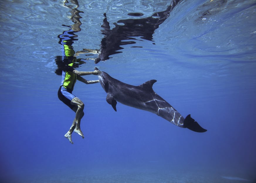 Dubai: Nada con delfines en el parque acuático Atlantis