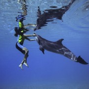 Dubaï : nage et expérience avec les dauphins à Atlantis