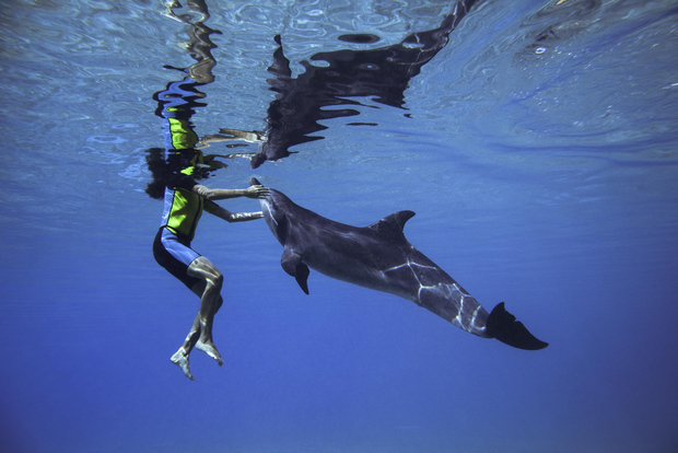 Dubaï : baignade avec les dauphins et pass 1 jour parc aquatique Aquaventure World