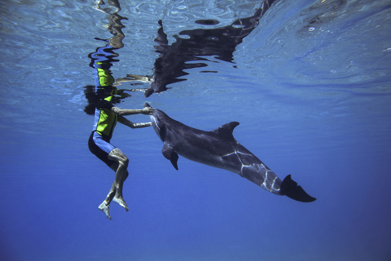 Dubai: Nada con delfines en el parque acuático Atlantis