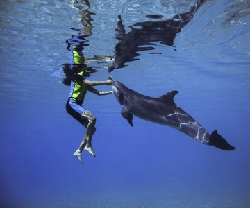 Dubai: Swim with Dolphins at Atlantis Waterpark