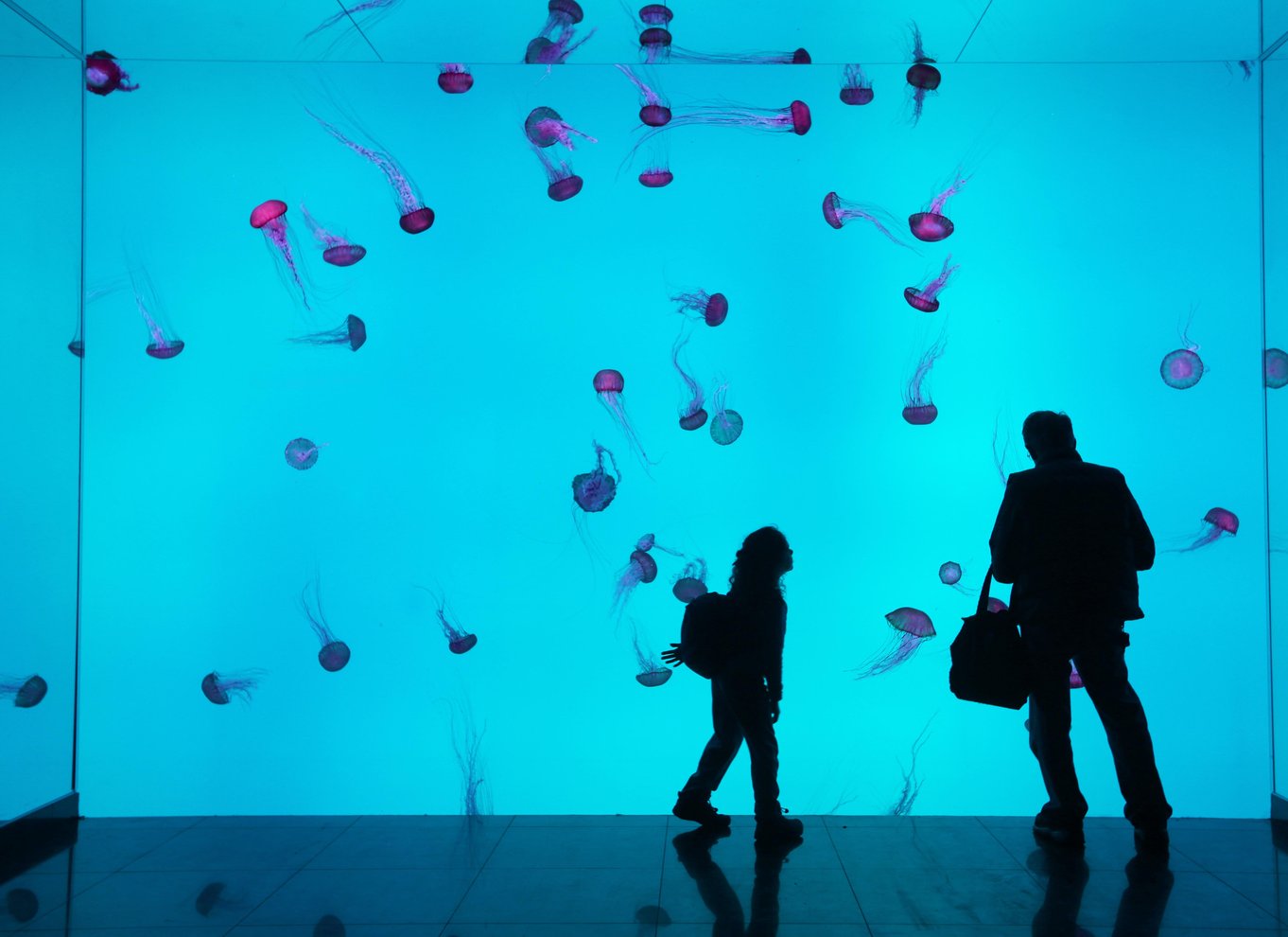 Ripley's Aquarium: Adgang til hajer efter mørkets frembrud (efter kl. 17)