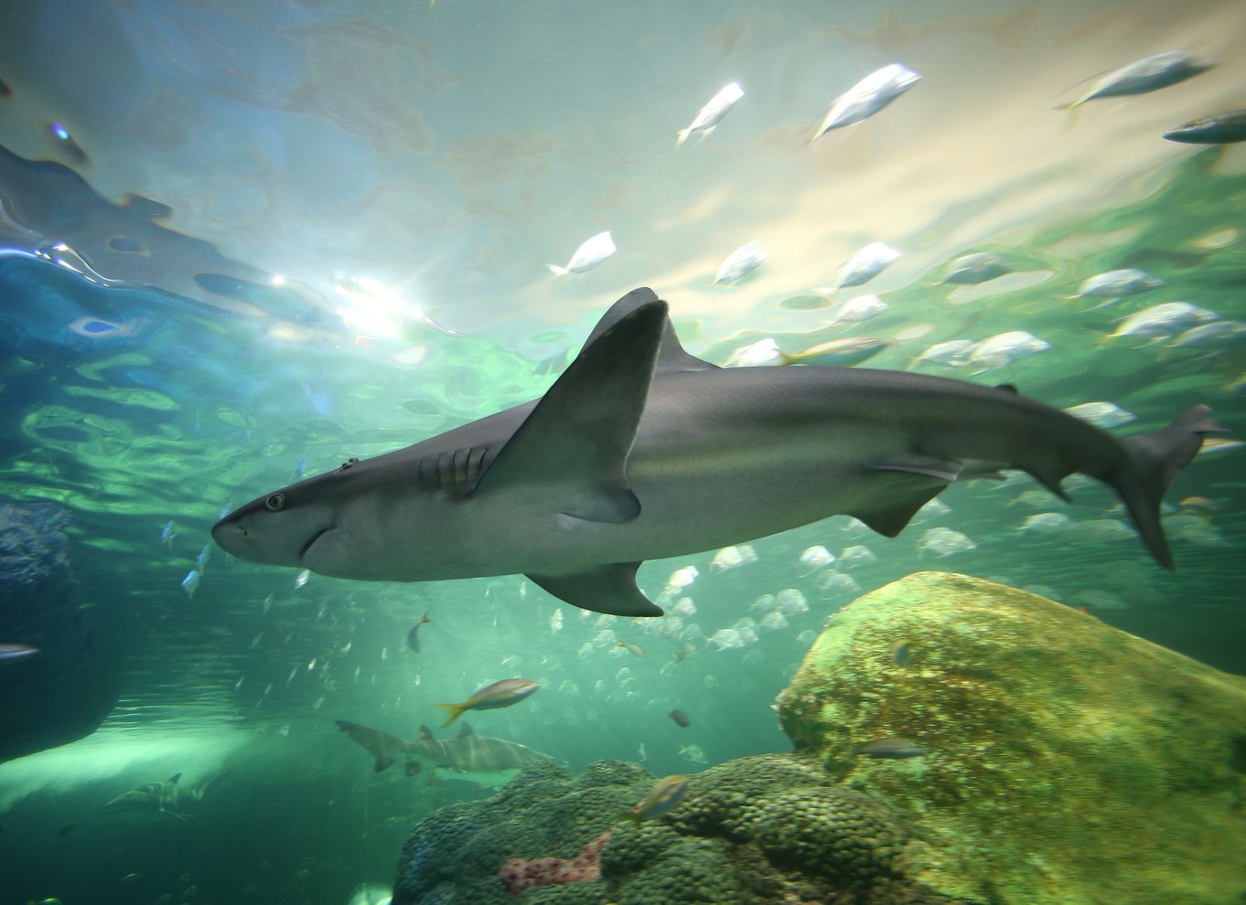 Ripley's Aquarium: Adgang til hajer efter mørkets frembrud (efter kl. 17)