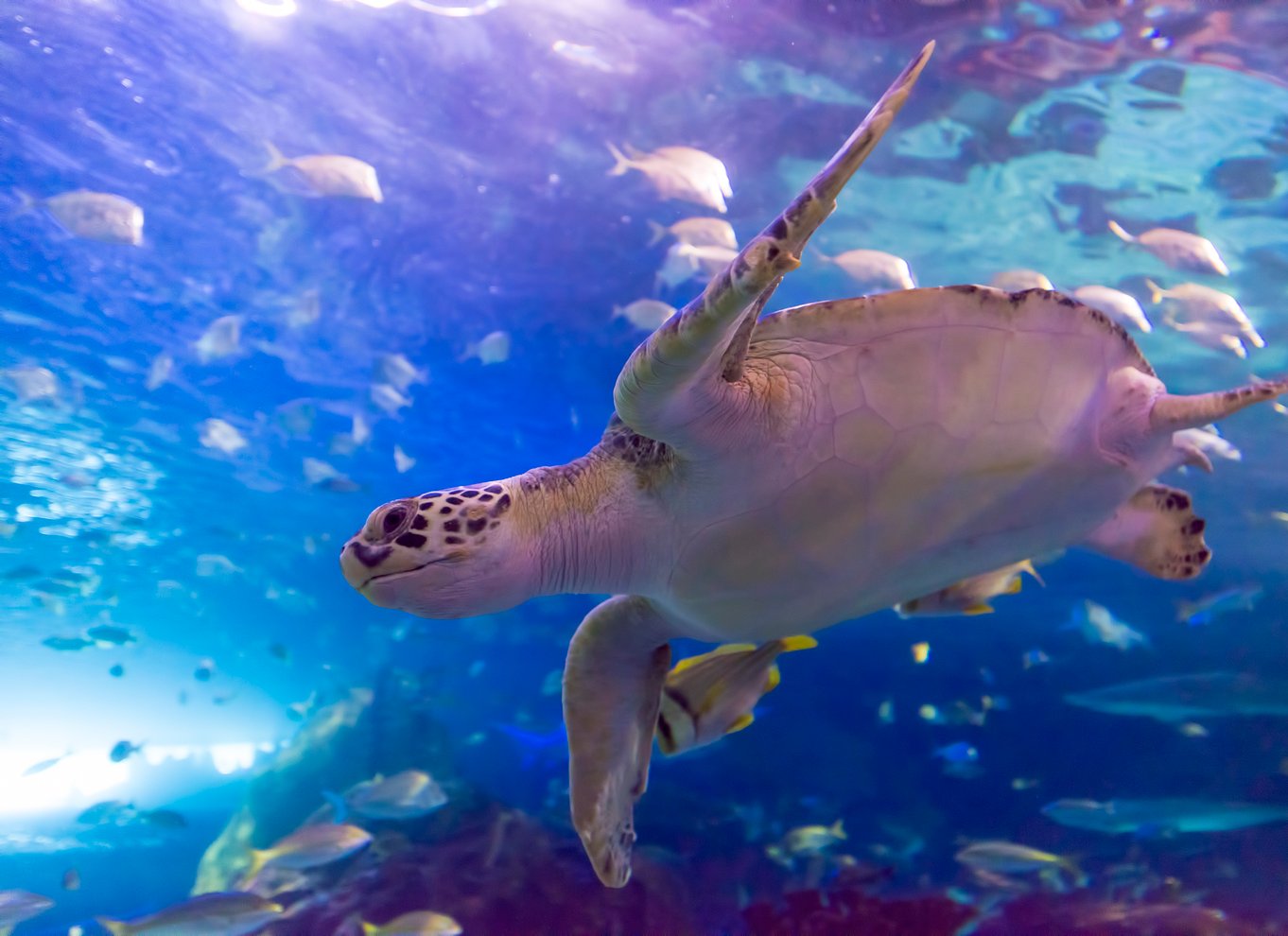 Ripley's Aquarium: Adgang til hajer efter mørkets frembrud (efter kl. 17)