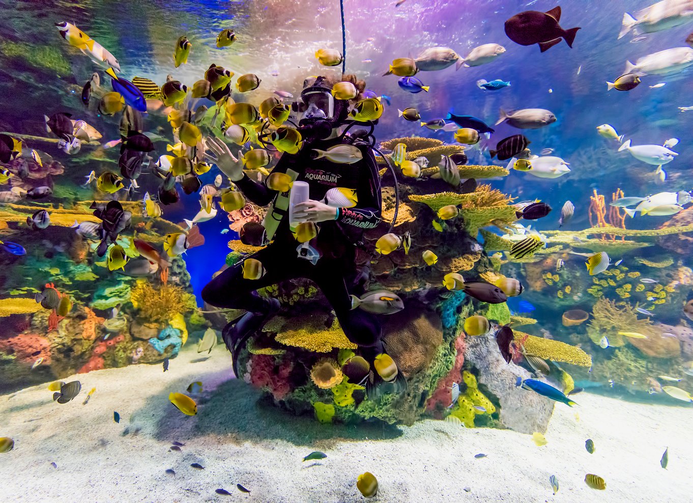 Ripley's Aquarium: Adgang til hajer efter mørkets frembrud (efter kl. 17)