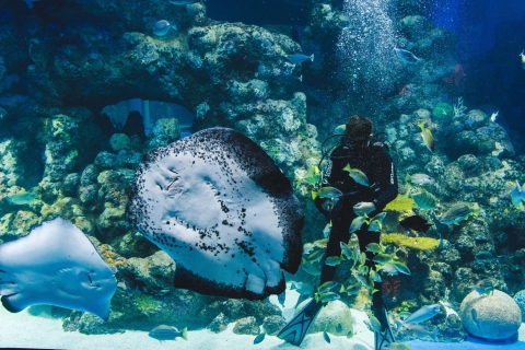 Billet d'entrée pour l'aquarium de Cairns