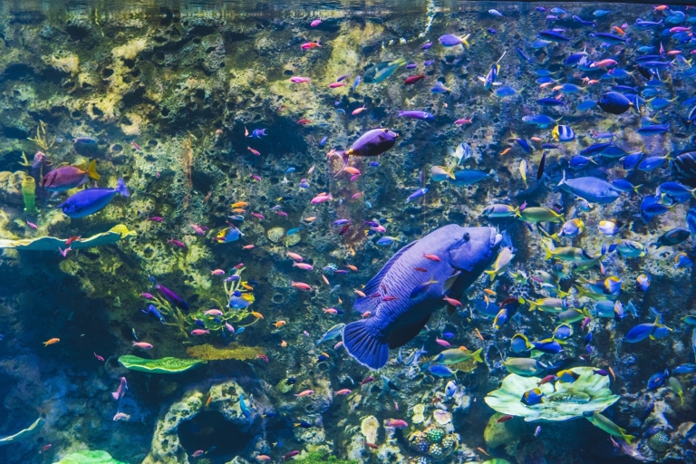 Cairns Aquarium: Eintrittskarte