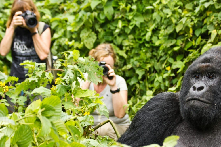 4 Day Primates Trekking in Rwanda