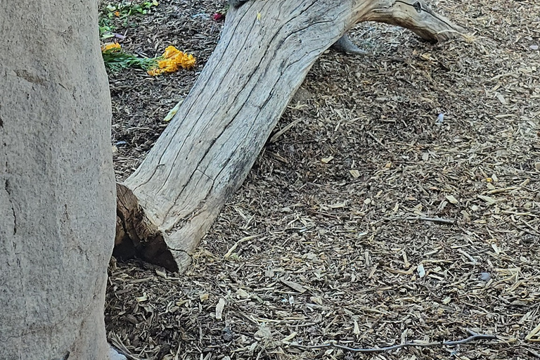 Phoenix Zoo Tour with Animal Encounters