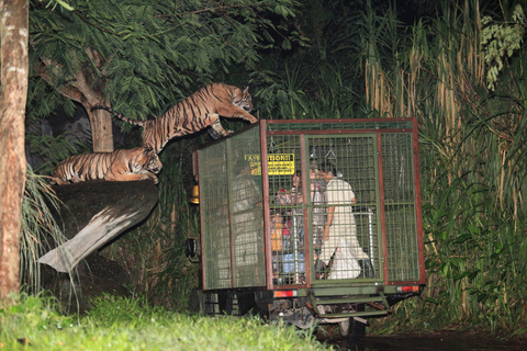 Bali: traslado privado de regreso para Safari nocturno