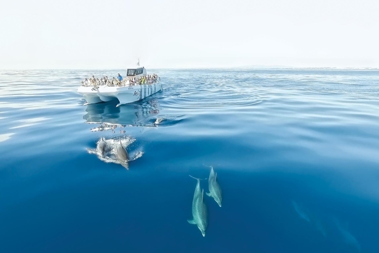 Desde Albufeira: tour de 2,5 h en barco de delfines y cuevasDesde Albufeira: opción reembolso crucero delfines y cuevas