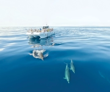 From Albufeira: Dolphins and Caves 2.5-Hour Boat Trip
