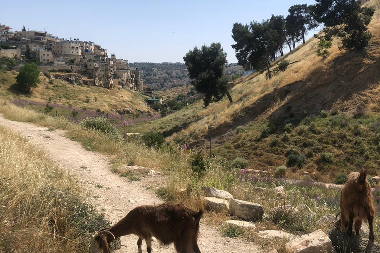 The Shfela Judaean Lowlands Tour: Beit Guvrin and Herodeon The Shfela Private VIP Tour: Beit Guvrin and Herodeon