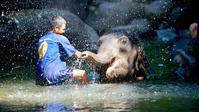 elephant care tour from phuket phang nga khao lak