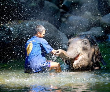 From Phuket & Khao Lak: Elephant Care with Waterfall Visit