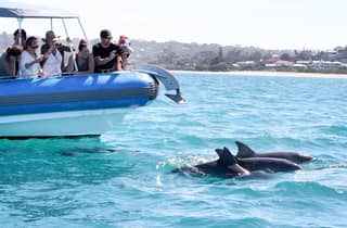 Victor Harbor: Südsee-Abenteuer-Kreuzfahrt mit Guide