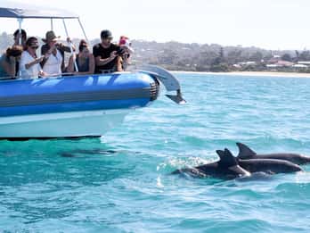 Victor Harbor: Südsee-Abenteuer-Kreuzfahrt mit Guide