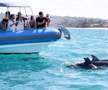 Victor Harbor: Southern Ocean Adventure Cruise with Guide