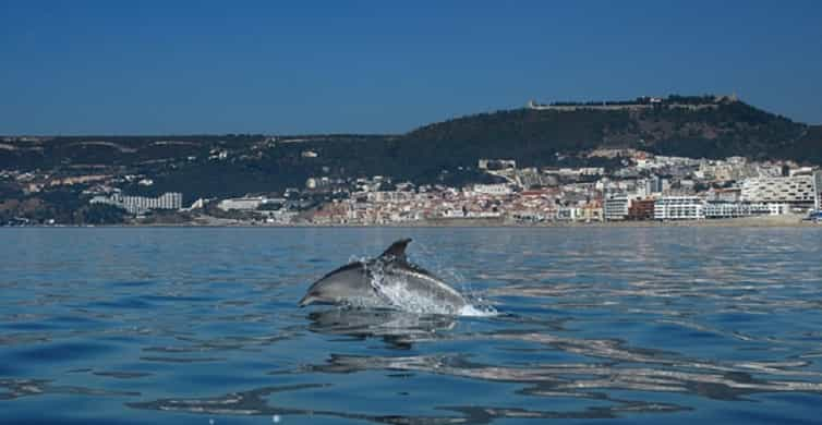 Dolphin Tour From Sesimbra Getyourguide