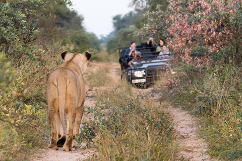 Safari de un día en Johannesburgo - Aventura Pilanesberg Big 5