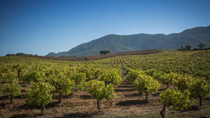 private arrábida wine tour