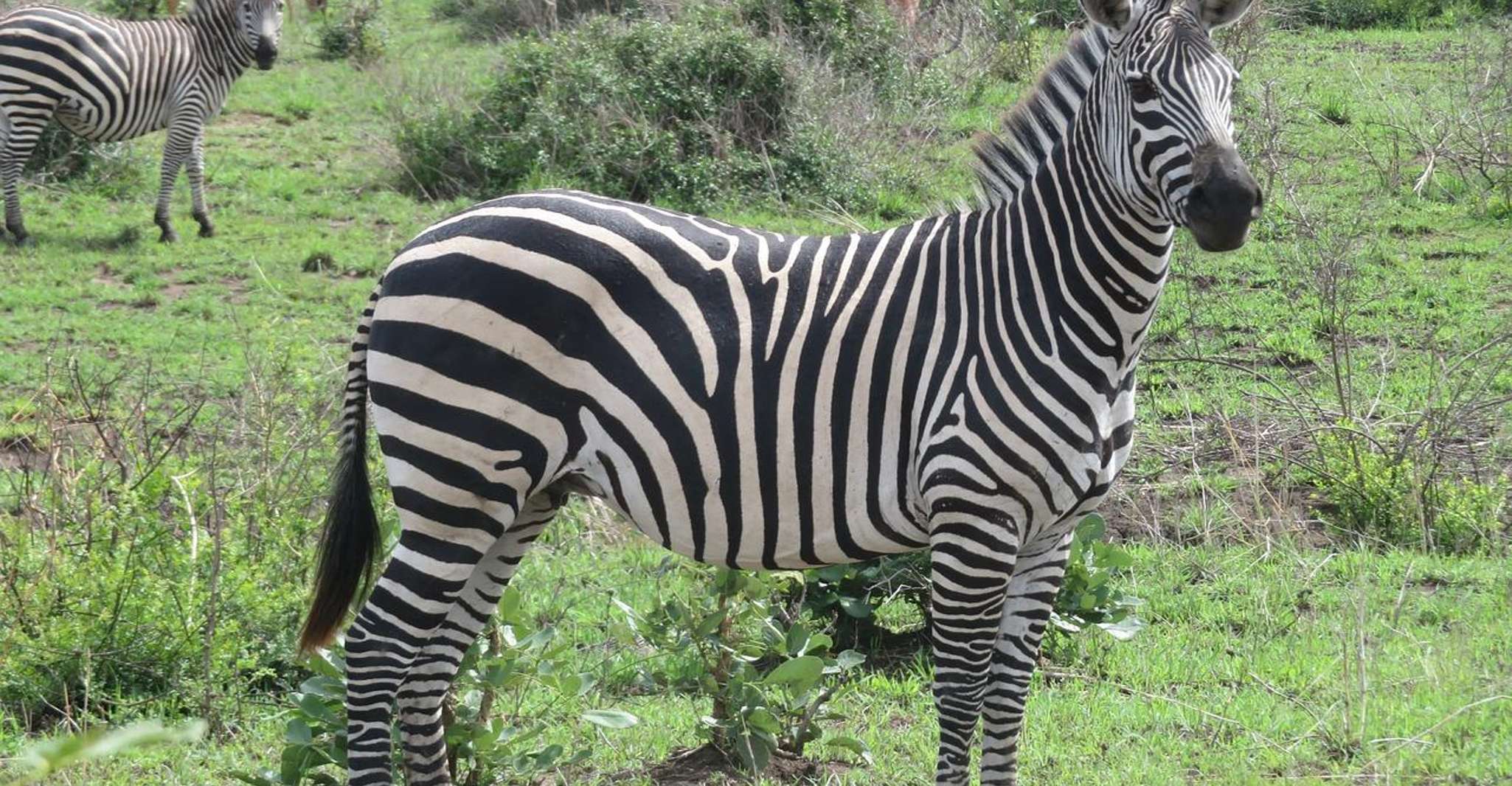 2-DAYS Best Safari in Mikumi National Park - Housity