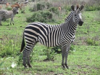 Best safari de 2 jours dans le parc national de Mikumi - Housity