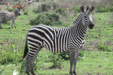 DAGTRIP AVONTUUR NAAR MIKUMI PARK VANUIT ZANZIBAR MET VLUCHT