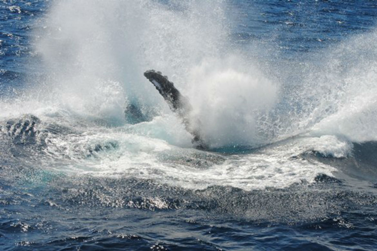 Sydney Whale Watching Cruise with Breakfast or Lunch Lunch Whale Watching Cruise