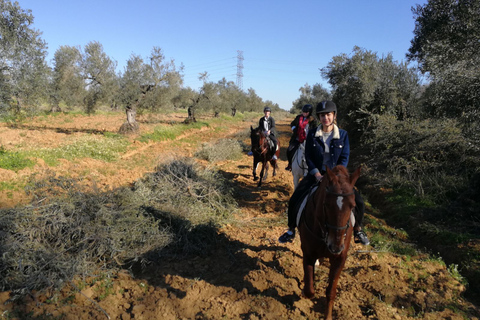 Vanuit Sevilla: Andalusische paardrijtochtVanuit Sevilla: paardenrit op Andalusiërs