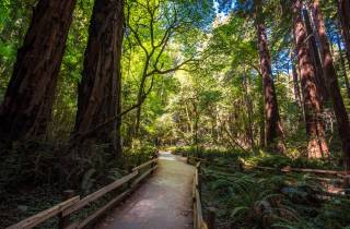 San Francisco: Muir Woods, San Francisco und Sausalito Tour