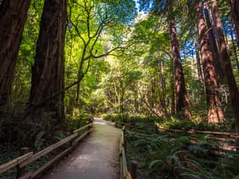 São Francisco: Excursão a Muir Woods, São Francisco e Sausalito