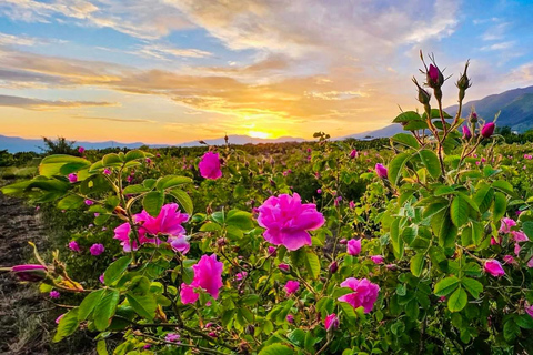 From Sofia: Exclusive Event - The Rose Festival in Kazanlak