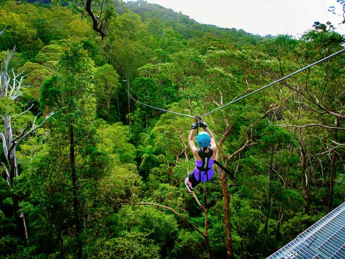 Mount Tamborine TreeTop Challenge Geführte GetYourGuide