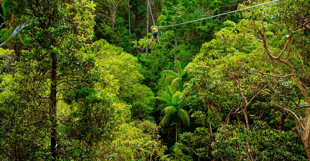 TreeTop Challenge Tamborine Mountain Guided Zipline Tour