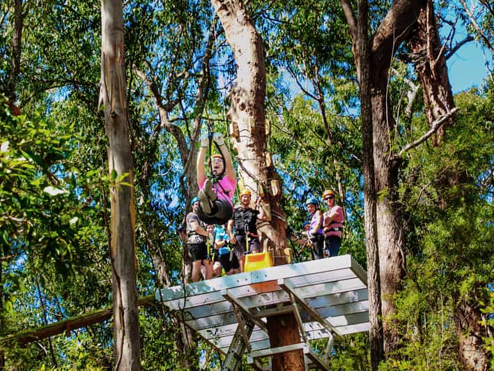 TreeTop Challenge Tamborine Mountain Guided Zipline Tour GetYourGuide