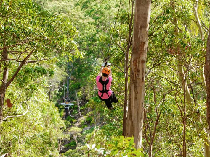 TreeTop Challenge Tamborine Mountain Guided Zipline Tour GetYourGuide