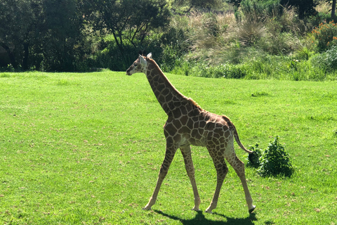 From Johannesburg: Cradle of Humankind and Lion Safari