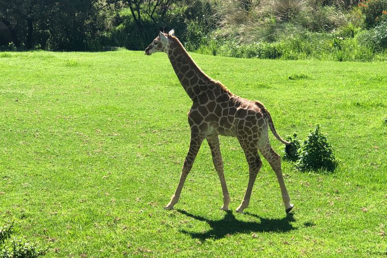 From Johannesburg: Cradle of Humankind and Lion Safari