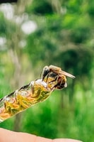 Merida, World of Melipona Bees Exploration Tour - Housity