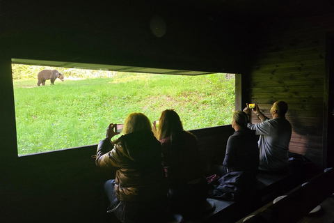 From Brasov: Brown Bear Watching Tour with Ranger Escort