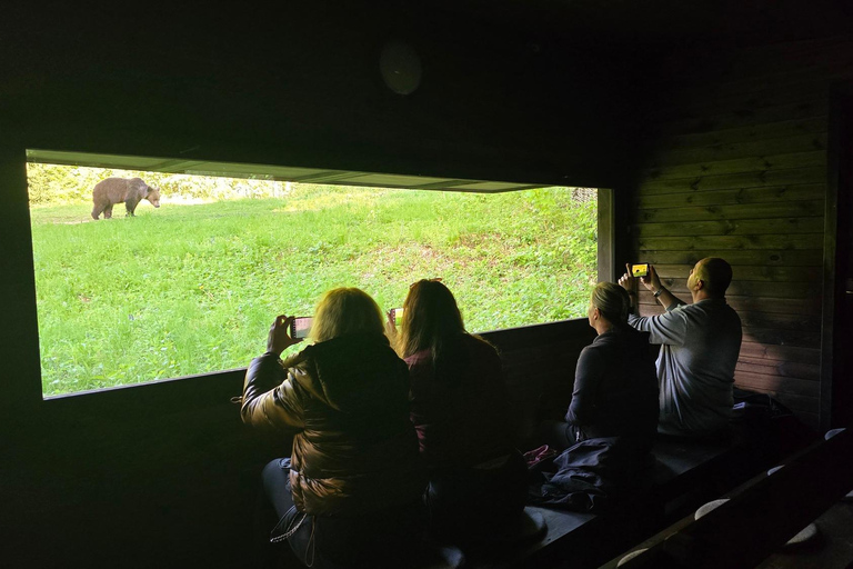 From Brasov: Brown Bear Watching Tour with Ranger Escort