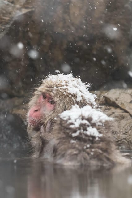 From Tokyo: Private Nagano Day Trip with Snow Monkey Park